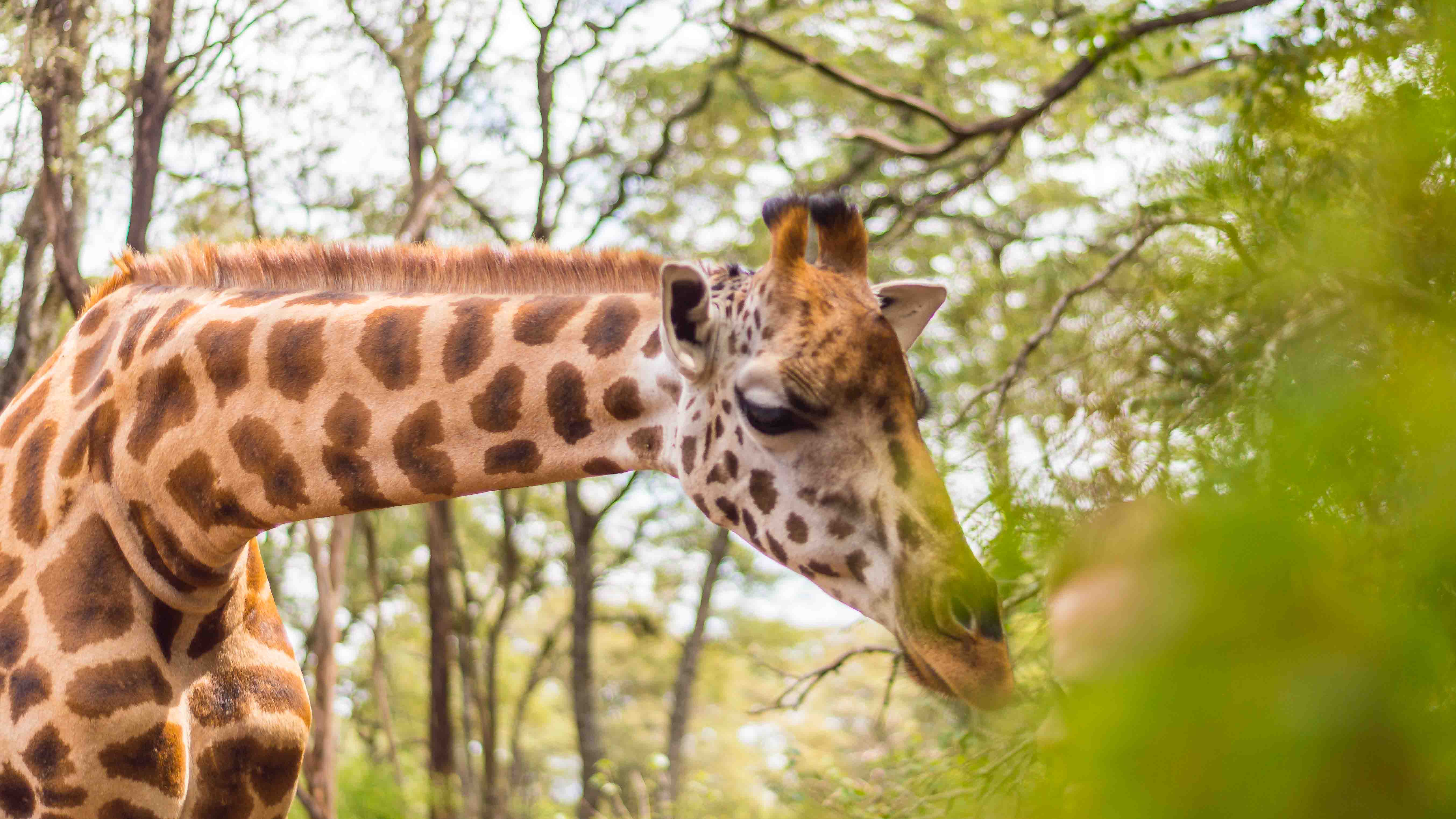 Homepage African Fund For Endangered Wildlife Giraffe Centre
