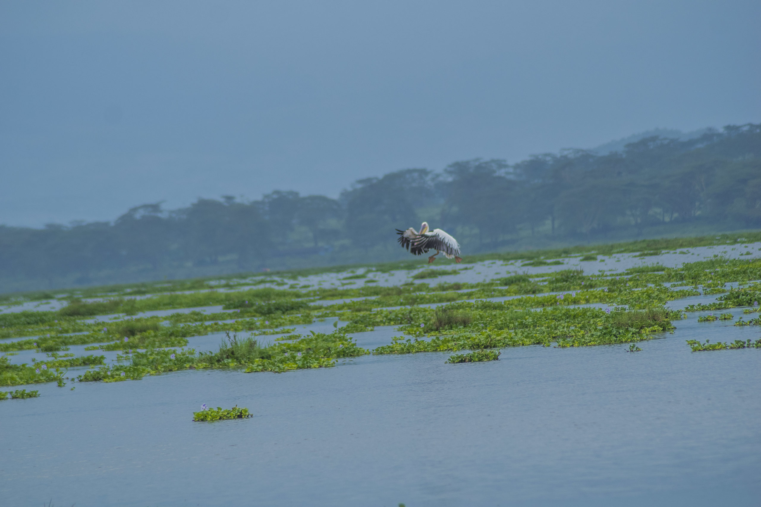 Pelican landing at lake Naivasha
