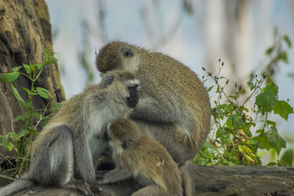 Monkeys at lake Nakuru