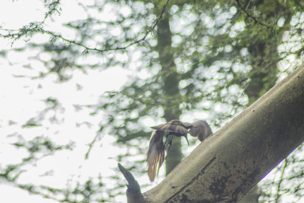 hamerkop flying away