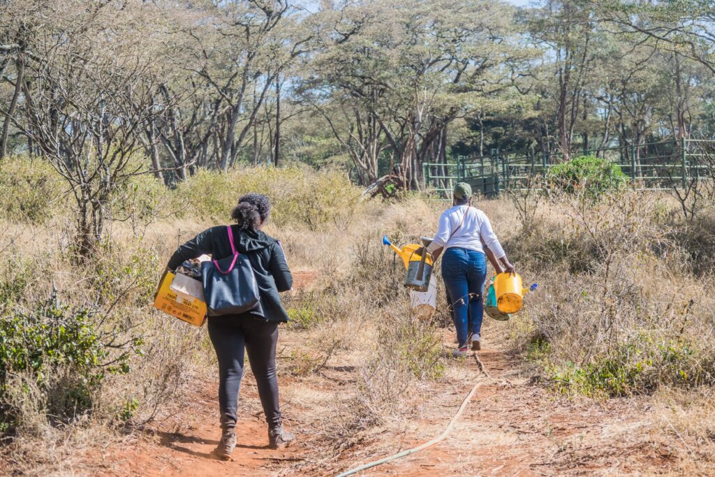 Tree planting