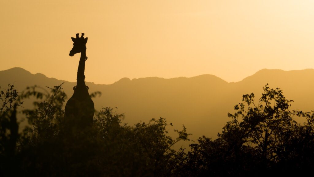 World Giraffe Day Archives African Fund For Endangered Wildlife Giraffe Centre