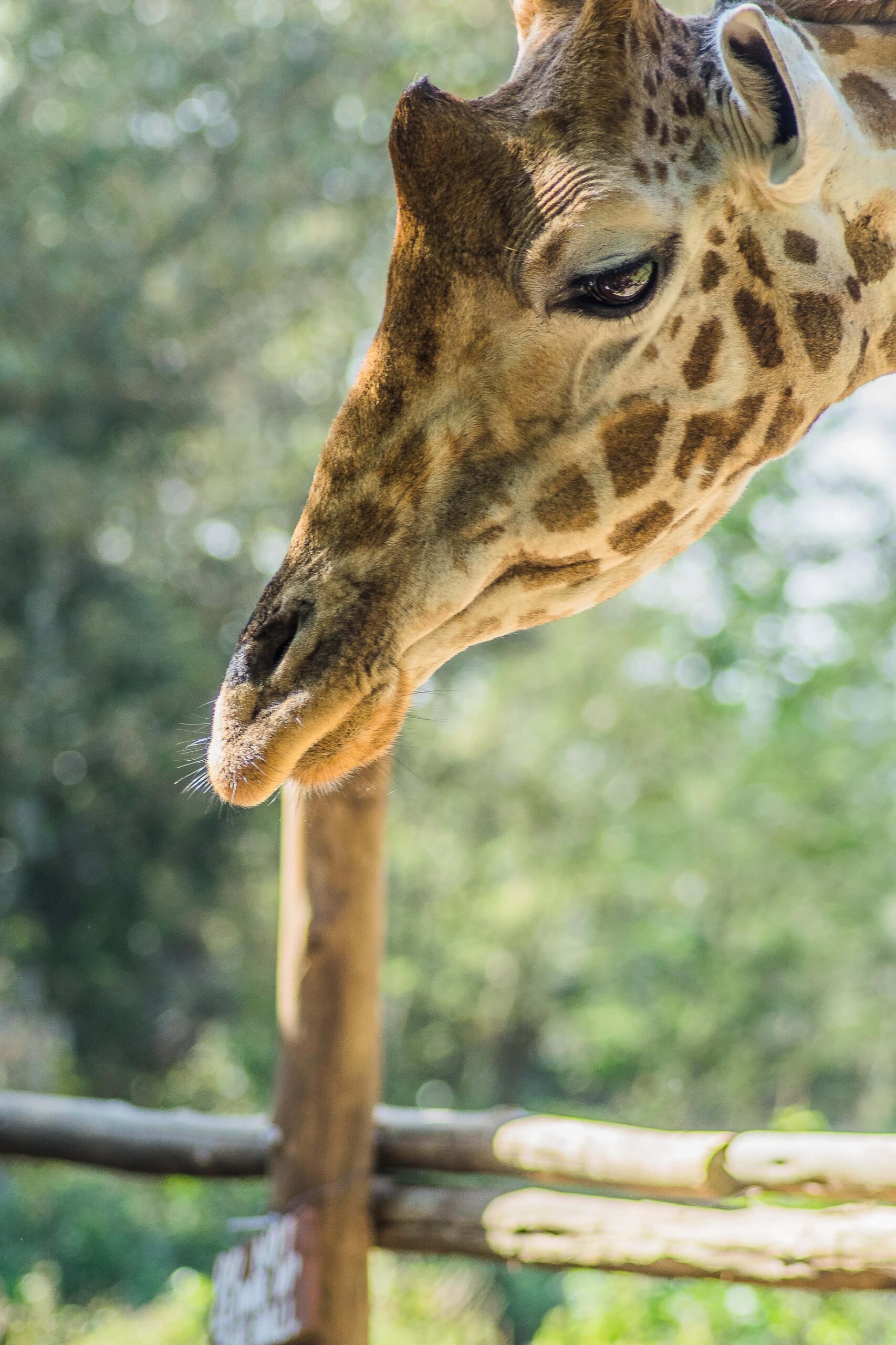 Our Stories - African Fund for Endangered Wildlife - Giraffe Centre