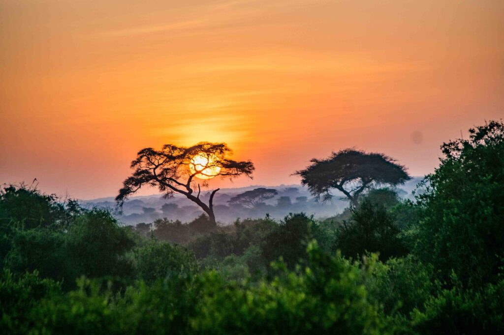 Mornings at Amboseli