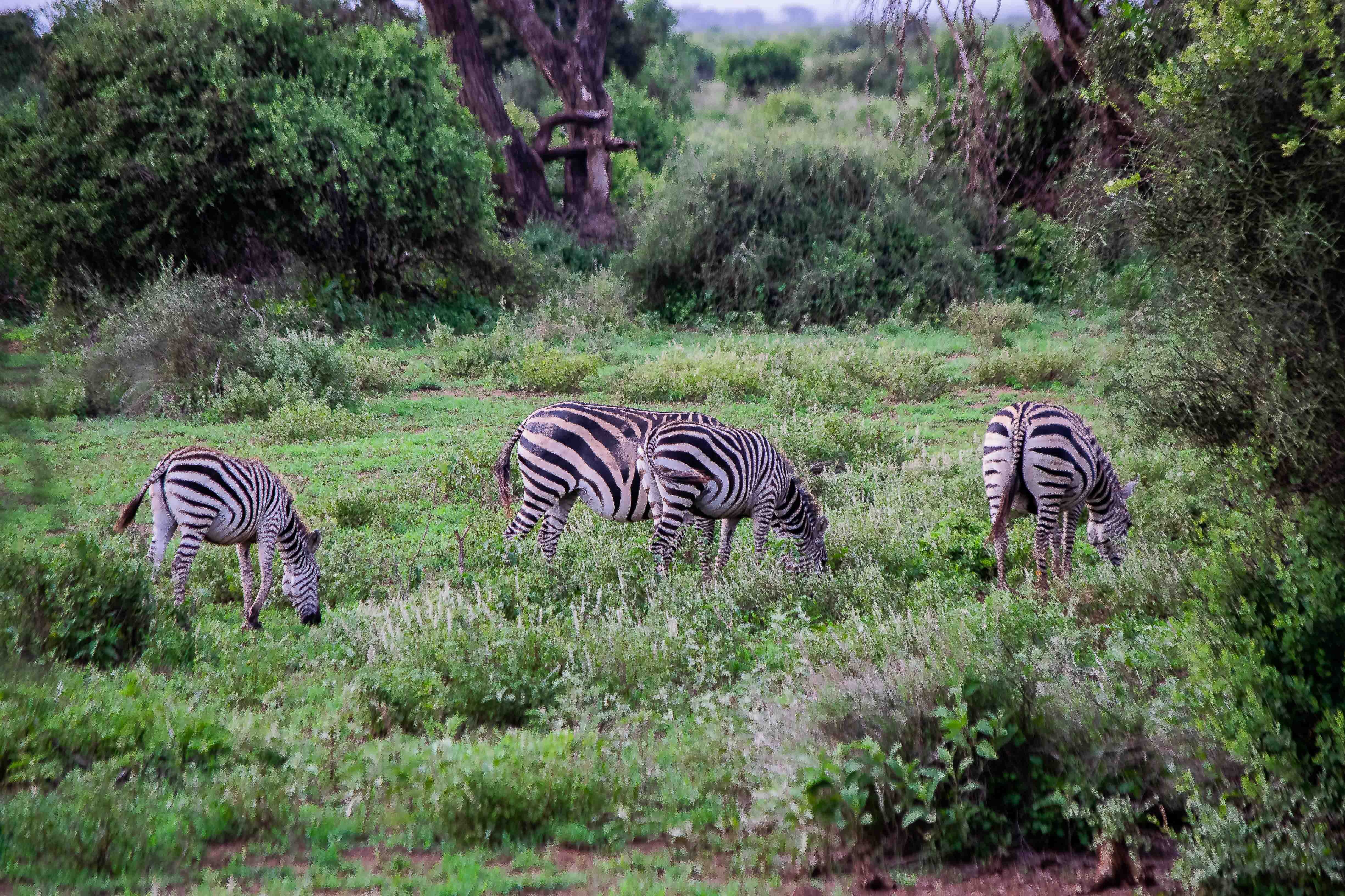 Zebras grazing at Amboseli Spill over lands