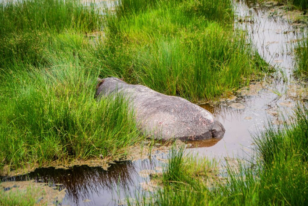 Hippo too tired to submerge due to a possible fight that happened overnight