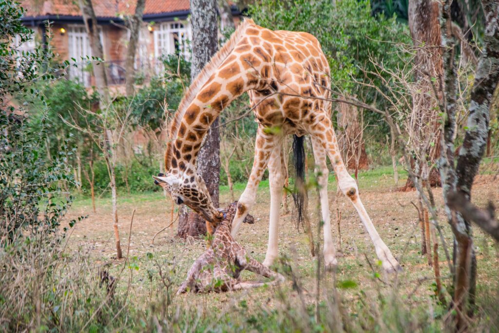 Daisy Licking Her New Born