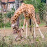 Daisy Licking Her New Born